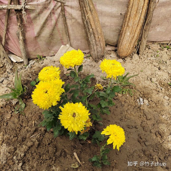 拼多多1元菊花苗,拼多多菊花花苗哪家强