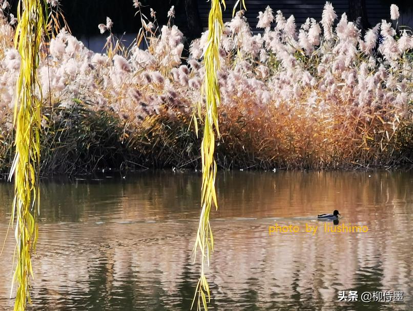 佳人美景图片,手把手教你拍出屏保照片