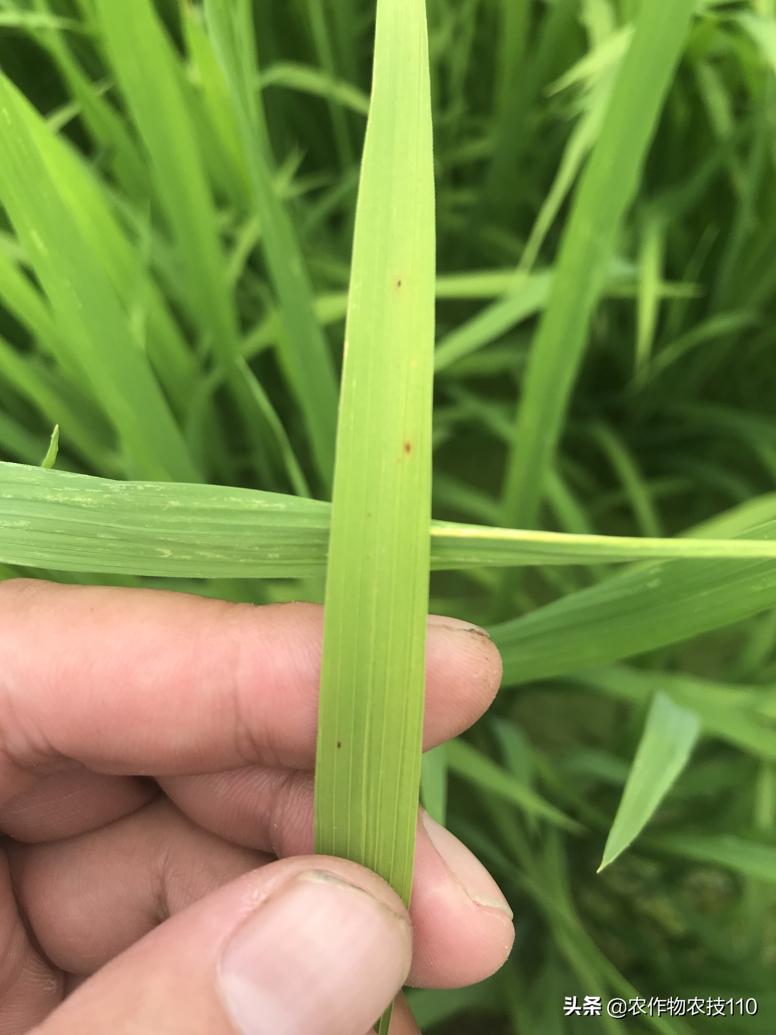 水稻高产栽培实用技术视频,高品质水稻种植新技术