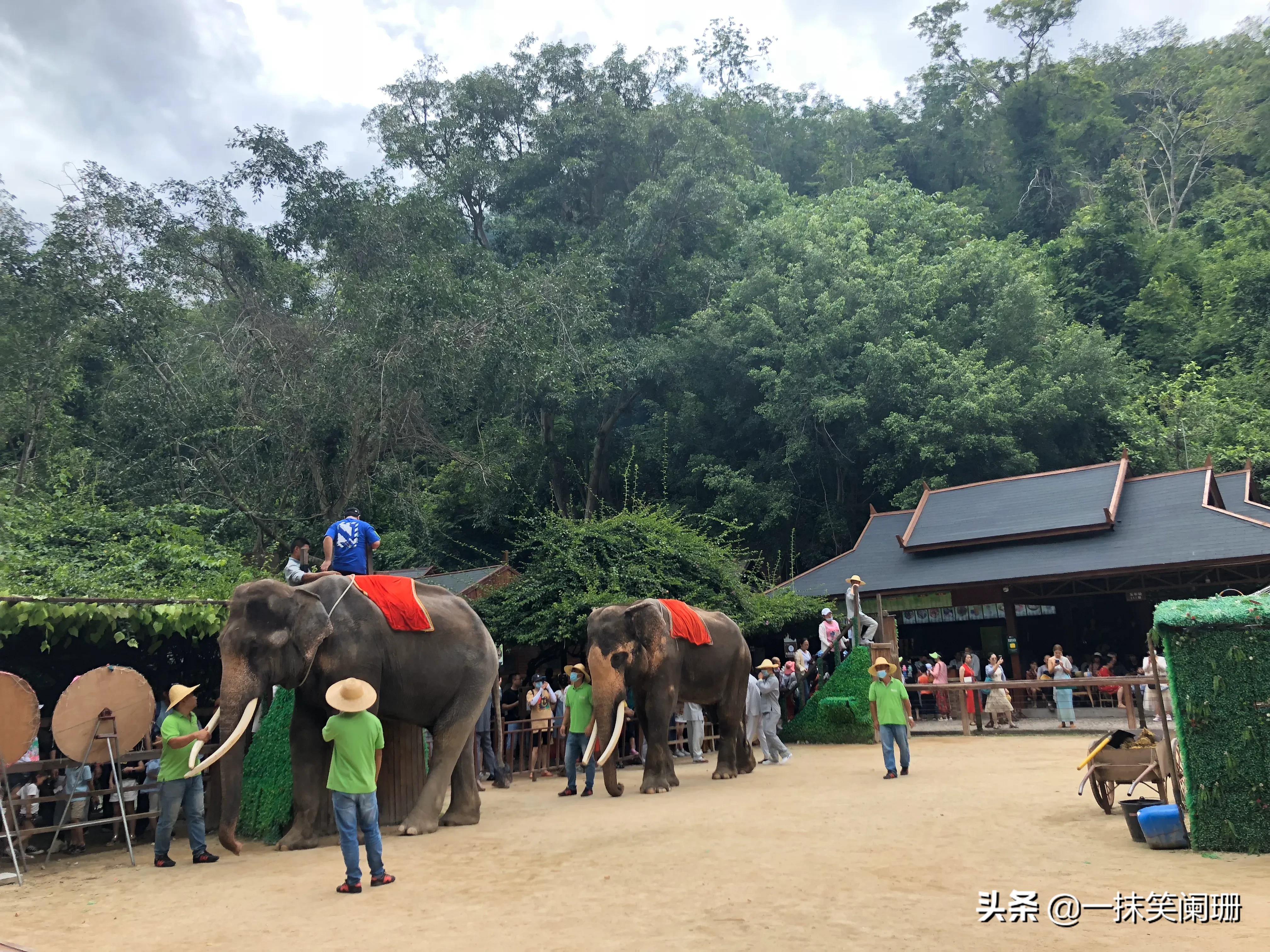 西双版纳野象谷大象表演,西双版纳野象谷大象表演现场视频