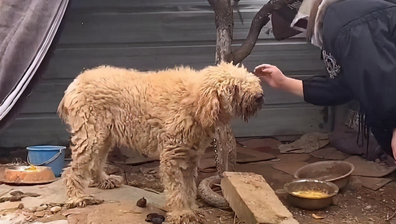 巨贵犬可以在农村生活吗,巨贵犬几百块的能买吗
