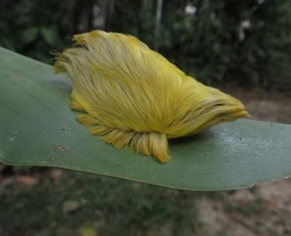 盘点长相怪异的十大虫子。