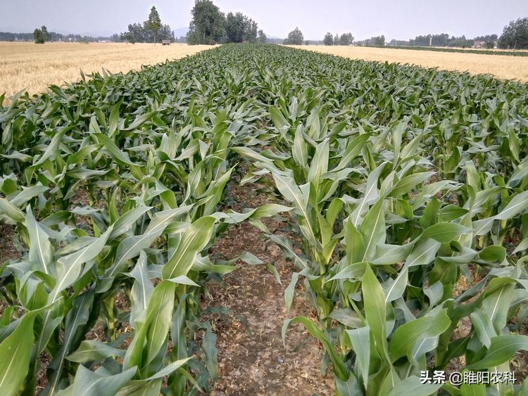 这个玉米棒子大、抗倒性好新品种，全国均可以种植