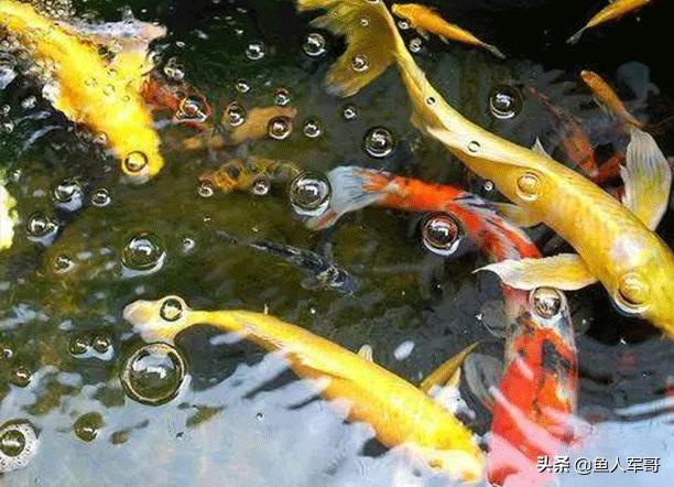 锦鲤鱼与什么鱼可以一起养,活宝石鱼锦鲤怎么养