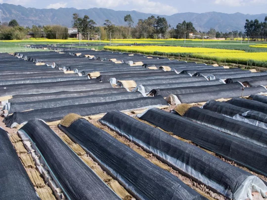 南北相济，中国580多个“菜篮子”是如何炼成的？