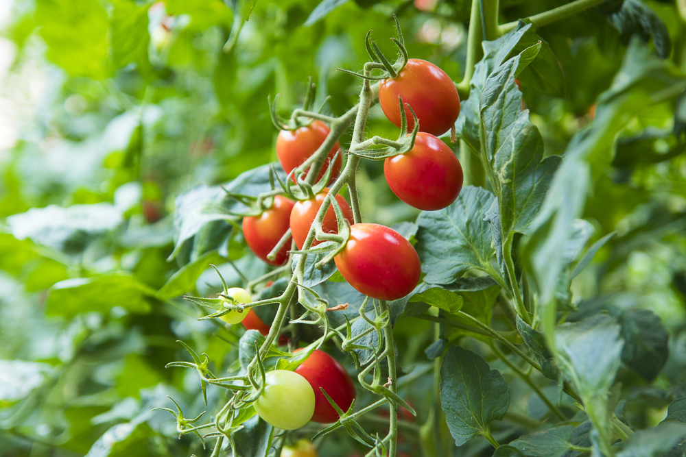 #毕业旅行啦#石家庄慧灯庄园，夏日里寓教于乐爽歪歪