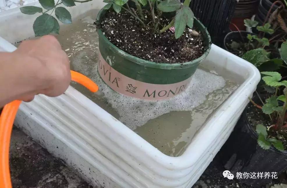 入夏怎样给扶桑浇水,无尽夏浇水的正确方法