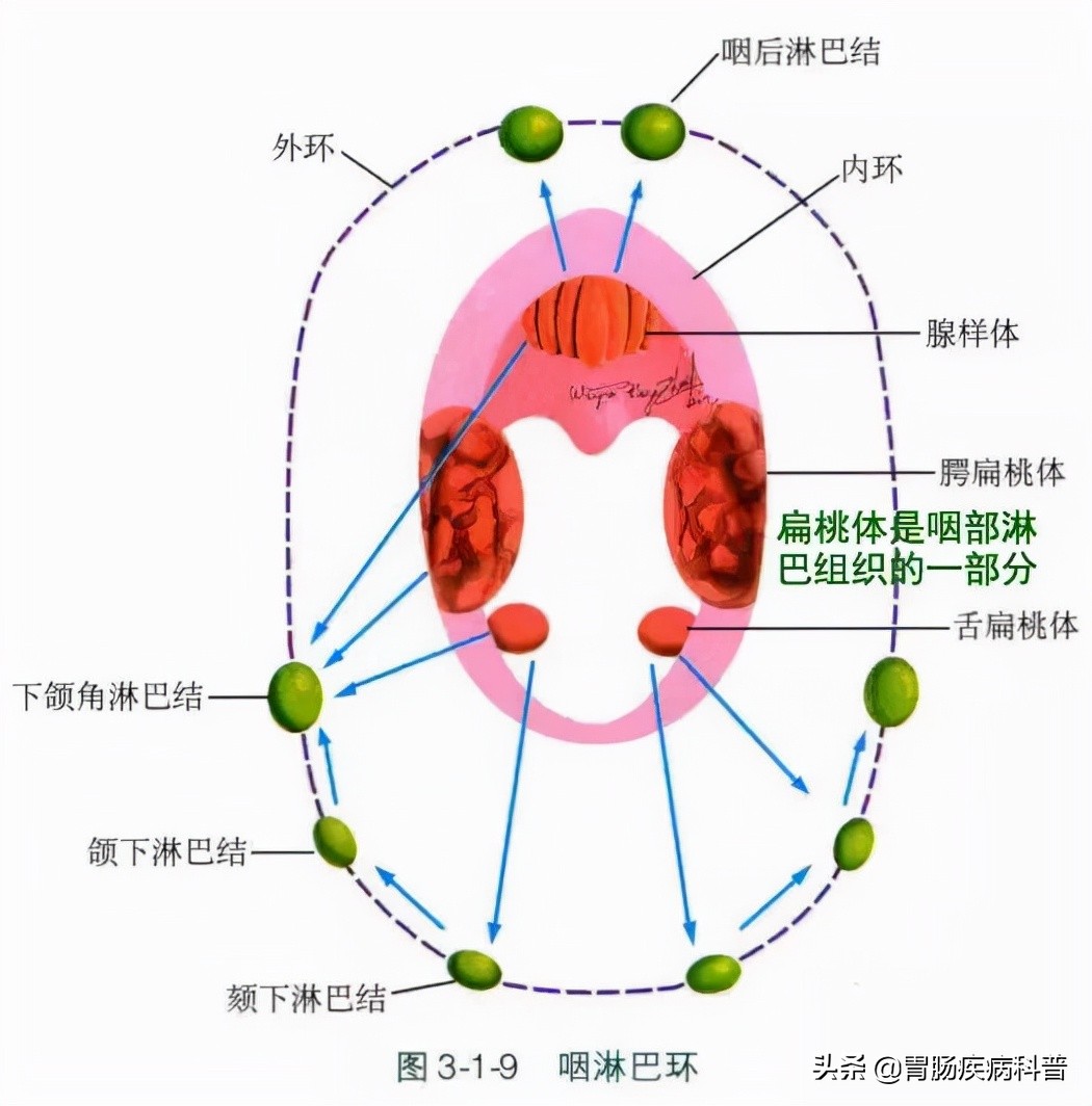 消化系统内镜解剖与诊断图谱,解剖消化系统重点试题
