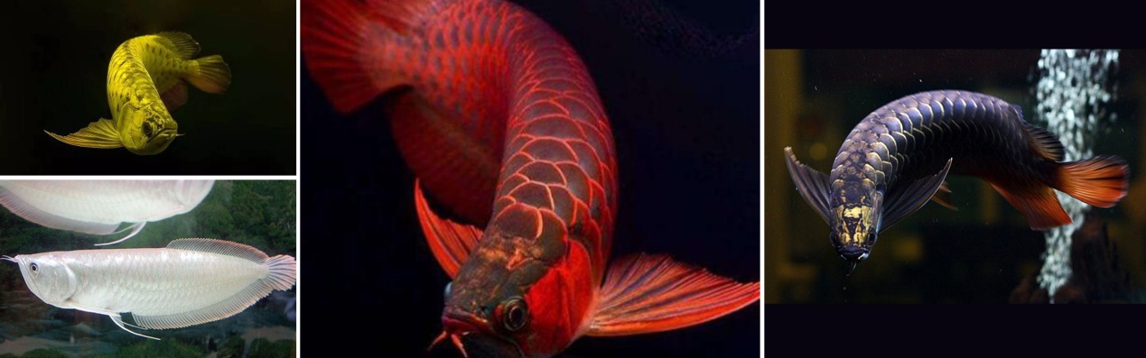 养龙鱼有什么风水讲究,风水龙鱼养几条比较好