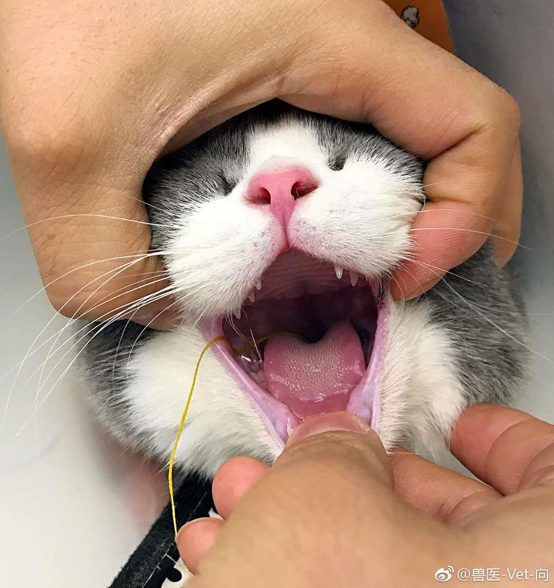 “我居然从猫屁股拽出了一根针！太可怕了！”