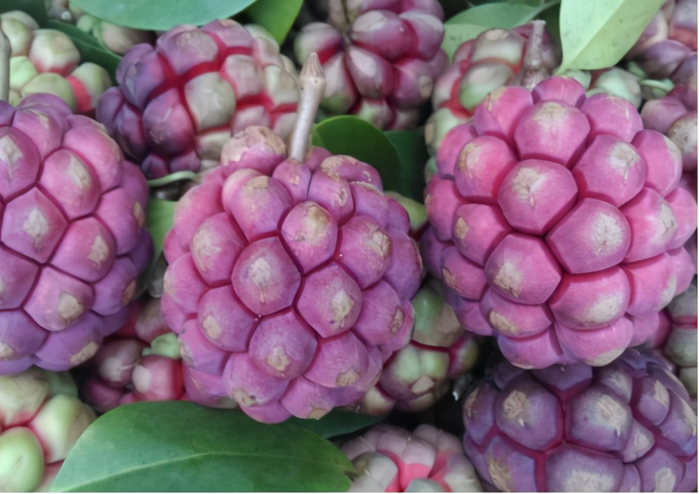 长得像超大荔枝是什么品种,像荔枝但是很大的水果