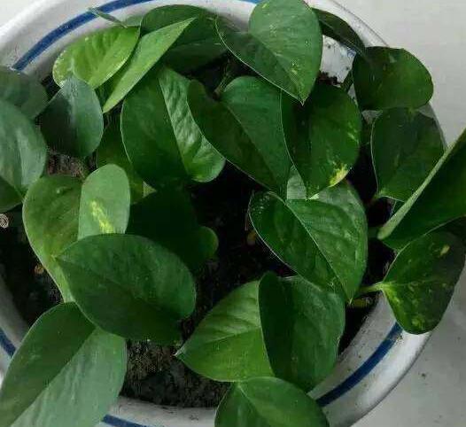 冬天绿萝移盆的正确方法,深秋时节绿萝反黄怎么办