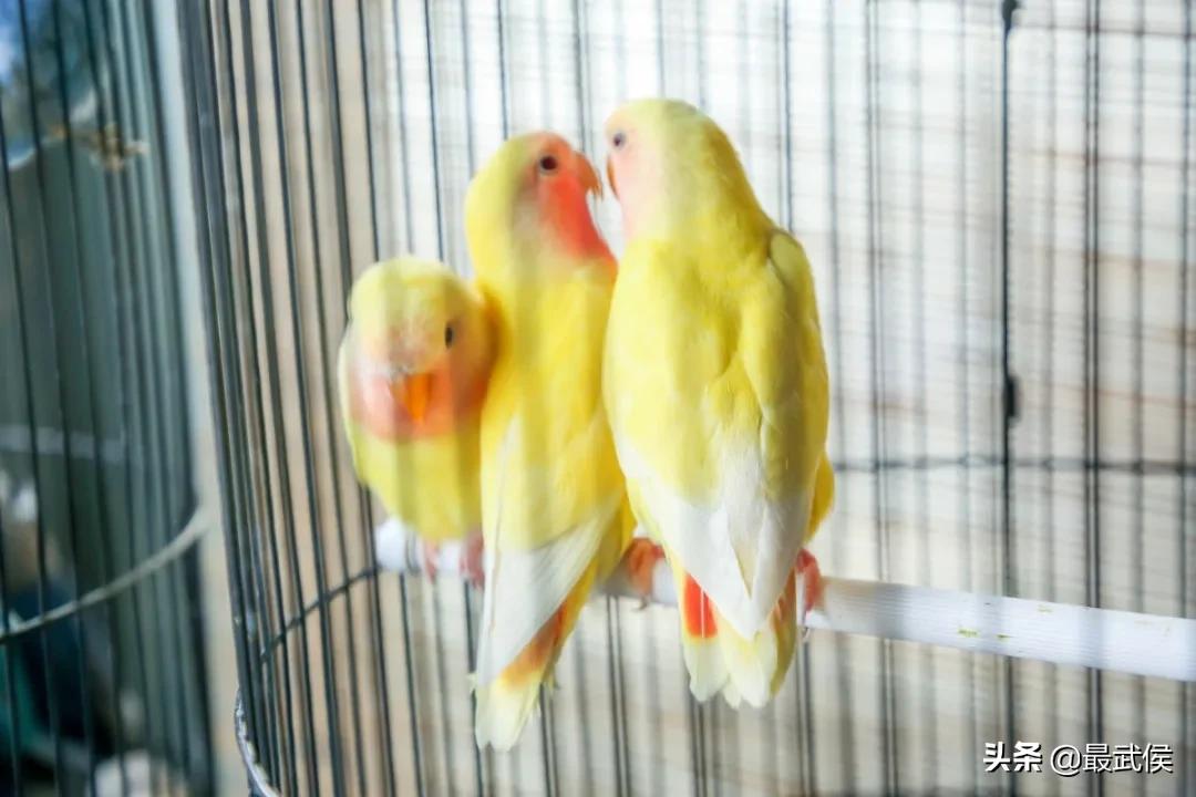 成都便宜的大花市,成都街边卖花一元一束