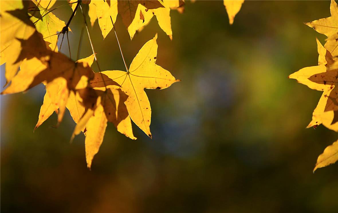 作曲家进阶篇小说推荐理由,第五人格作曲家进阶篇