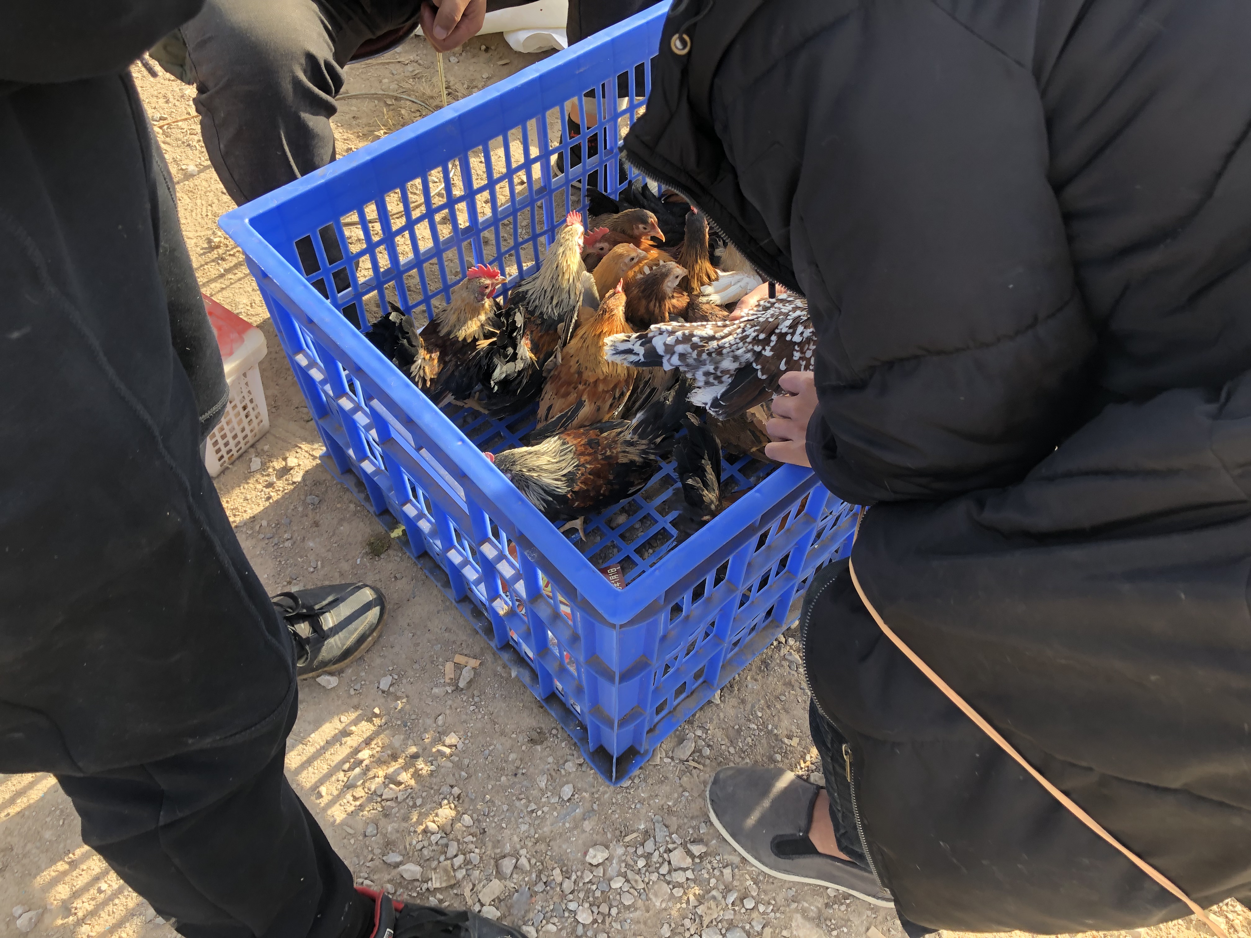 宠物市场的宠物鸡能买吗,狗市观赏鸡多少钱一只