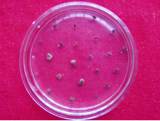 植物转基因有什么是转不出来的,转基因植物的内标准基因有哪些