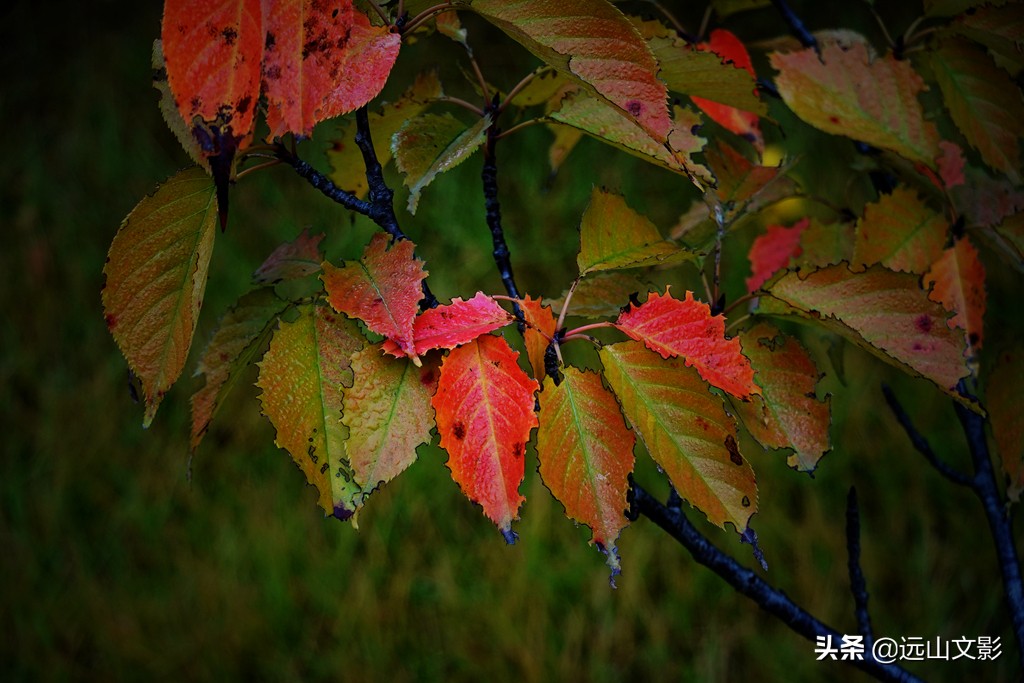 索尼黑卡二怎么拍,索尼黑卡2大光圈拍视频