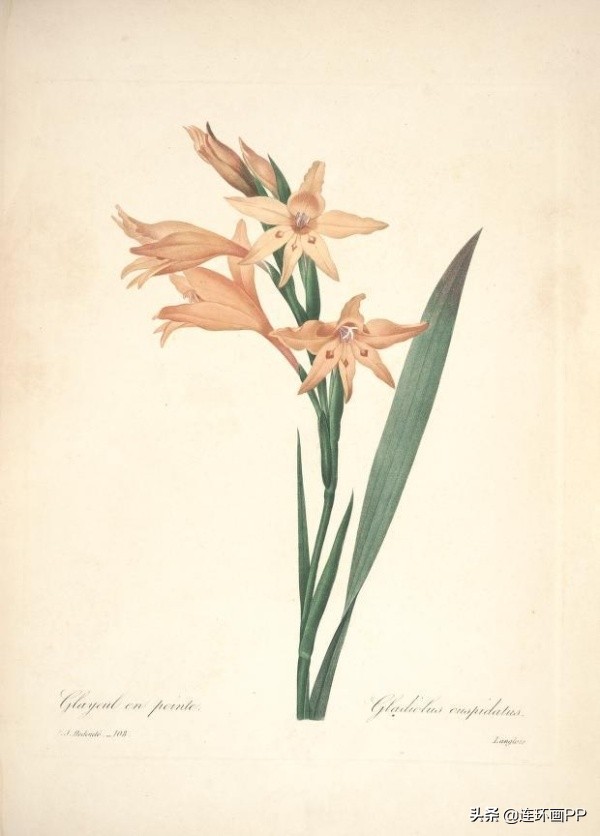 插画风简单的花手绘图片,唯美手绘田园插画图片大全