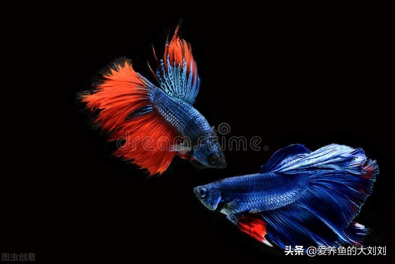 鱼缸选择什么样的鱼缸比较好,家庭养鱼哪种鱼缸最合适