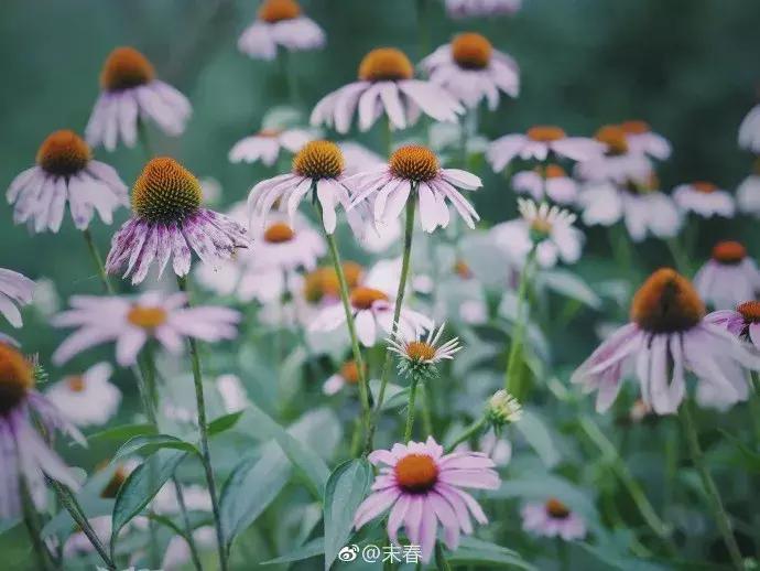 她笔下的女人韵味十足,他笔下的女子美得倾国倾城