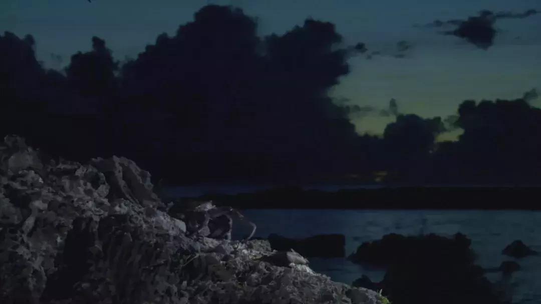 椰子和螃蟹能一起吃吗,传说中的椰子蟹剥开后全是蟹肉