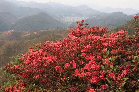 足协杯鲁能对申花,2019足协杯申花对鲁能