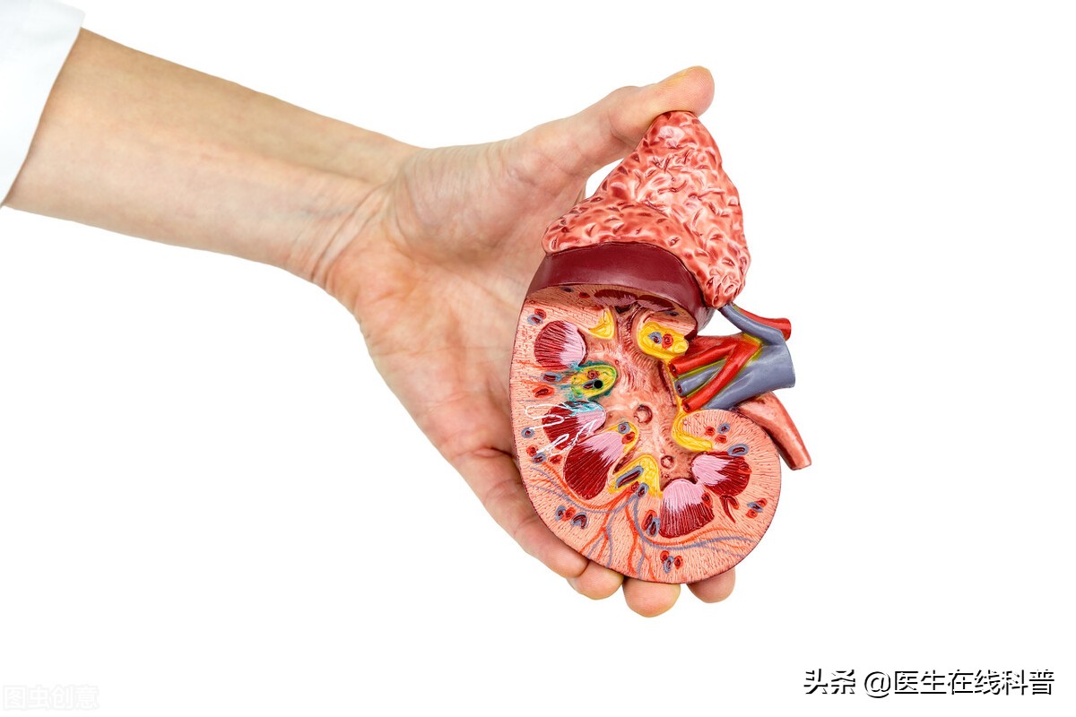 肾病综合征尿蛋白转阴还用吃药吗,膜性肾病尿蛋白转阴后易复发