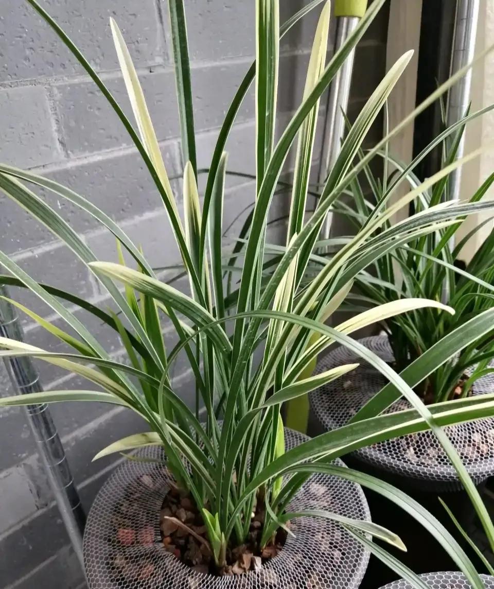 好看又好养的兰花有哪几种,推荐几款香味最好而且好养的兰花