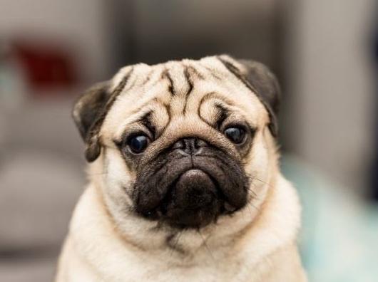 正宗巴哥犬的特征,巴哥犬的五大优点和缺点