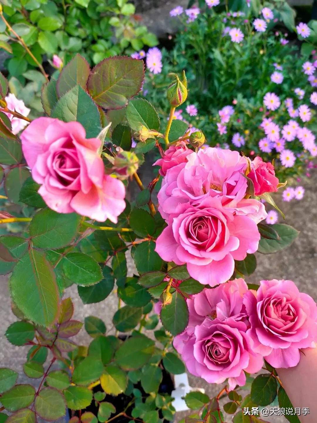 月季春季第一波花要不要剪,月季春季第一波花开后嫁接