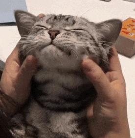 猫咪会笑吗表情,猫咪会笑