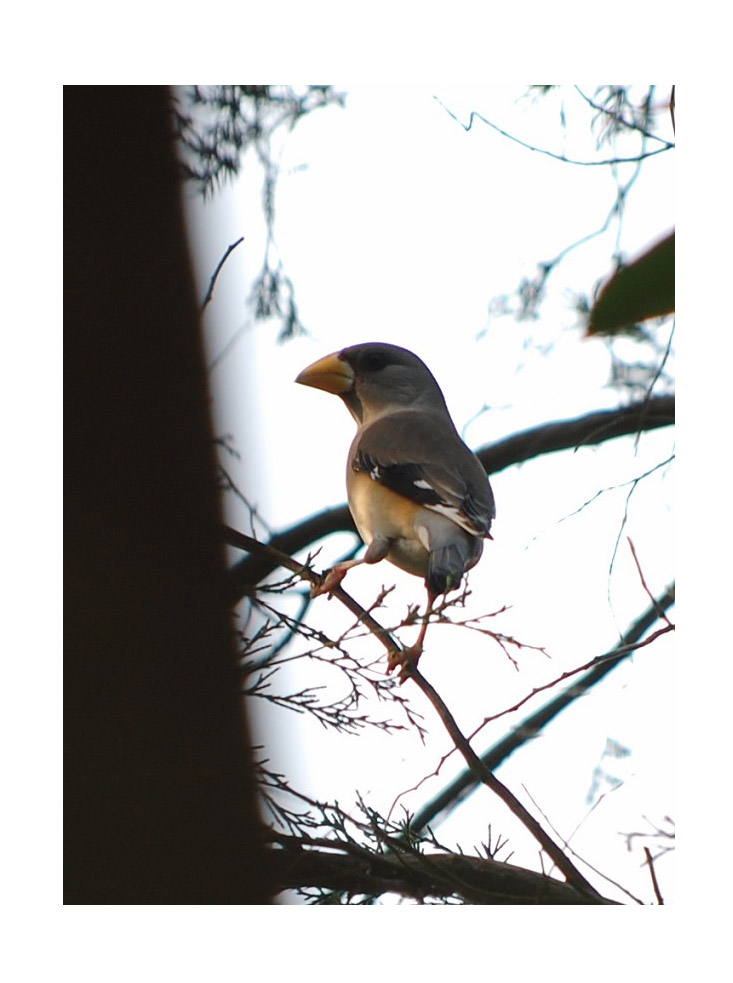 尼康d40机身,尼康第一部数码单反