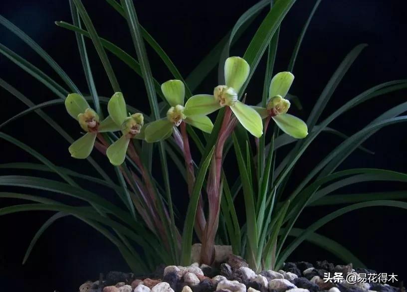 兰花原种老苗是什么,兰花组培和原种有什么区别