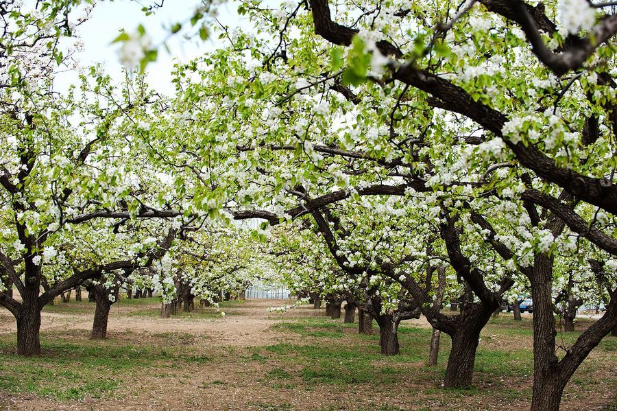 咏花开花落的古诗词,闲听花开花落整首诗