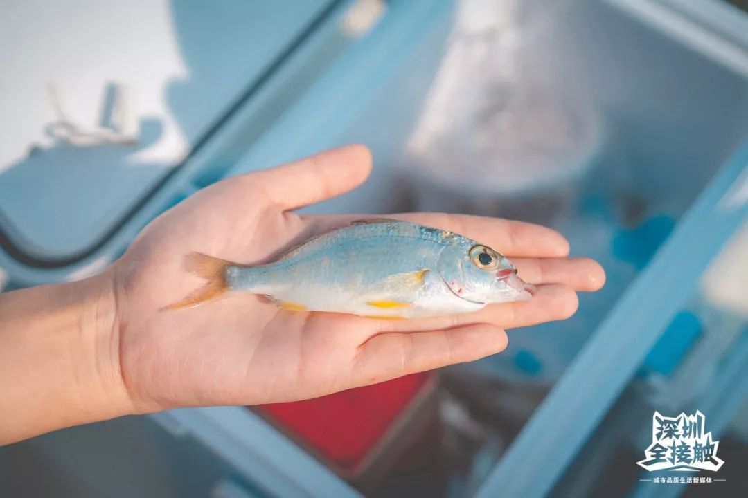 再见了，香港！深圳这条街也能免税买港货啦
