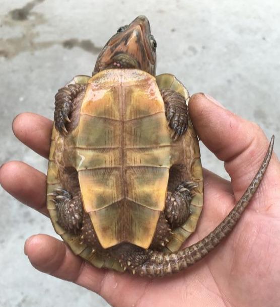 短体大头鹰嘴龟,鹰嘴龟和鹰嘴龟的区别