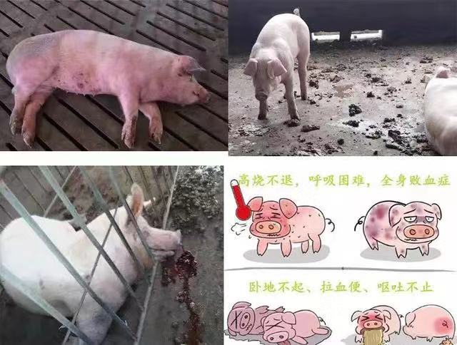 《抗非瘟战略如何布置，分期治疗是关键》——深度剖析