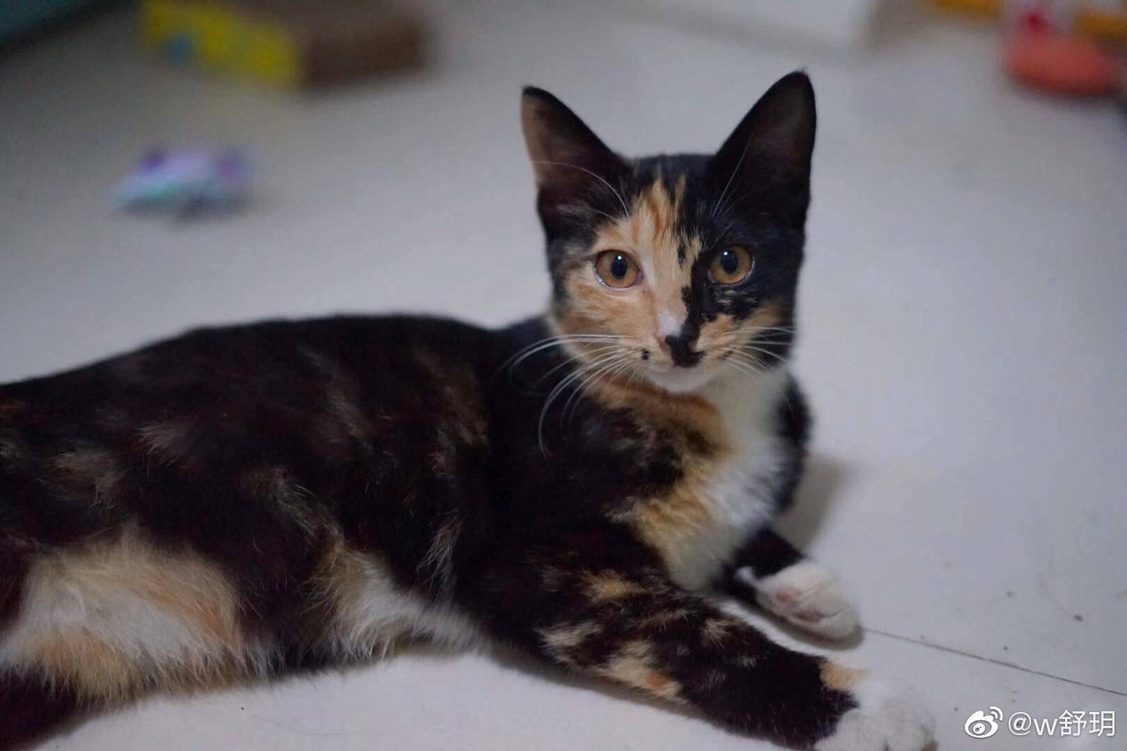 怎样写一份完美的养猫手册,新手养猫手册怎么写