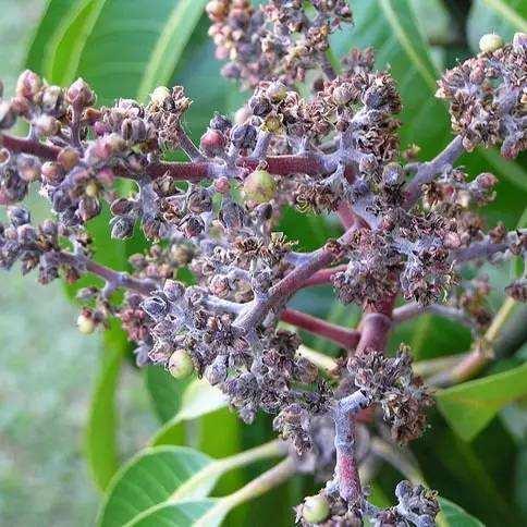 芒果花粉病症状是怎样,芒果黑心病防治措施