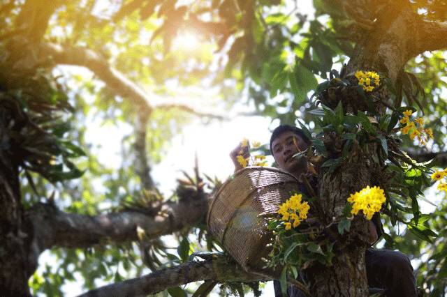 她住在西双版纳17年，再造6666亩雨林，做出了独一无二的茶