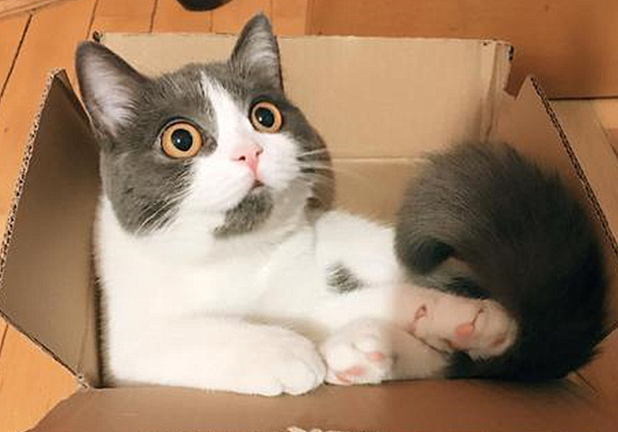 爷爷养的狸花猫粘我,爷爷养的狸花猫抓老鼠