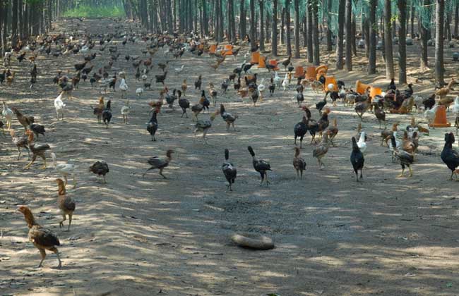 几月养小鸡最佳,小鸡怎么养最好