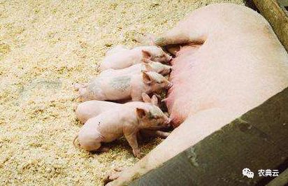 母猪产后瘫痪如何防治,母猪产后瘫痪