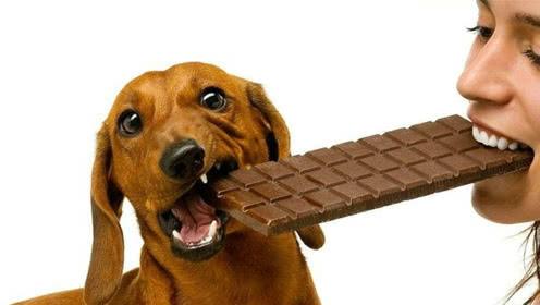 狗狗不小心偷吃巧克力怎么办,狗狗不小心误食可可粉怎么办