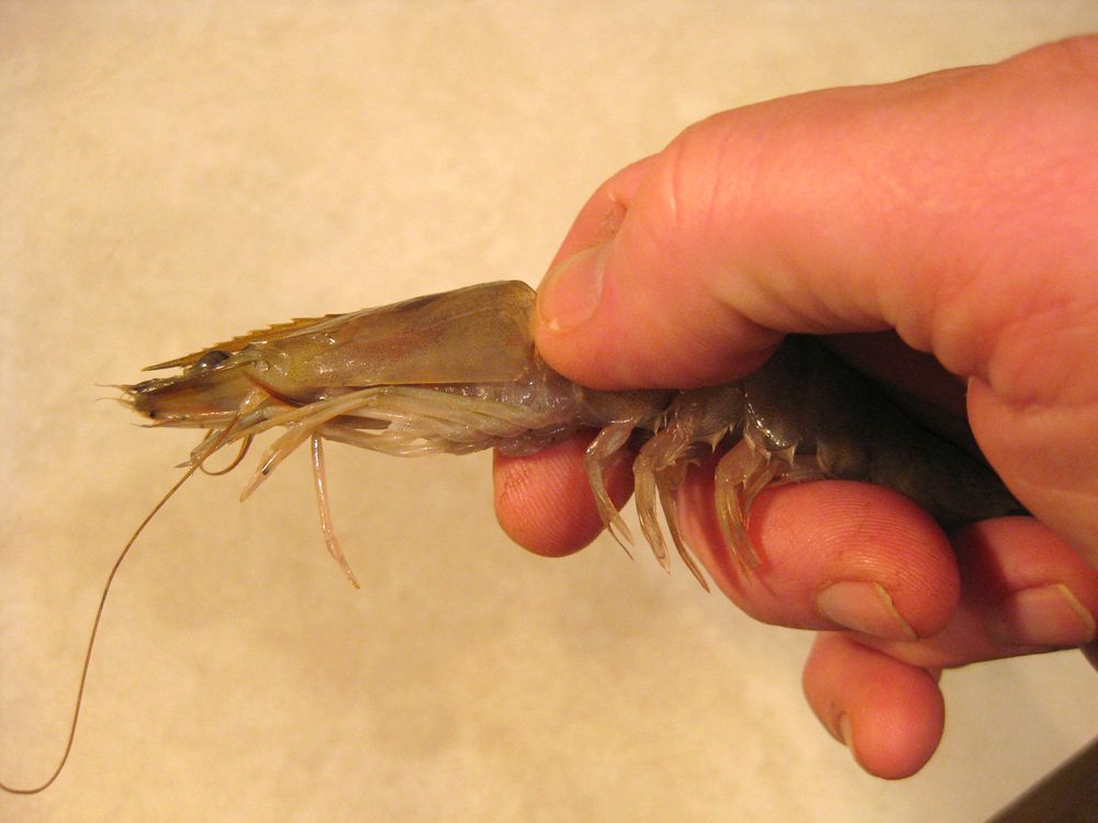 洗虾扎伤手老人被迫截肢保命,老人洗虾手指遭刺保命