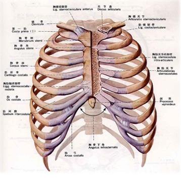 健康科普正确认识骨折才能好得快,正确认识尾椎骨疼痛