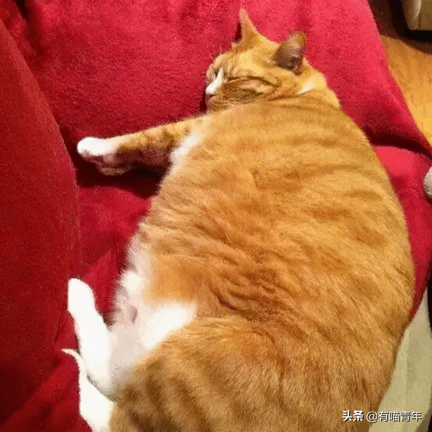 橘猫为什么是魔鬼,橘猫的恐怖之处