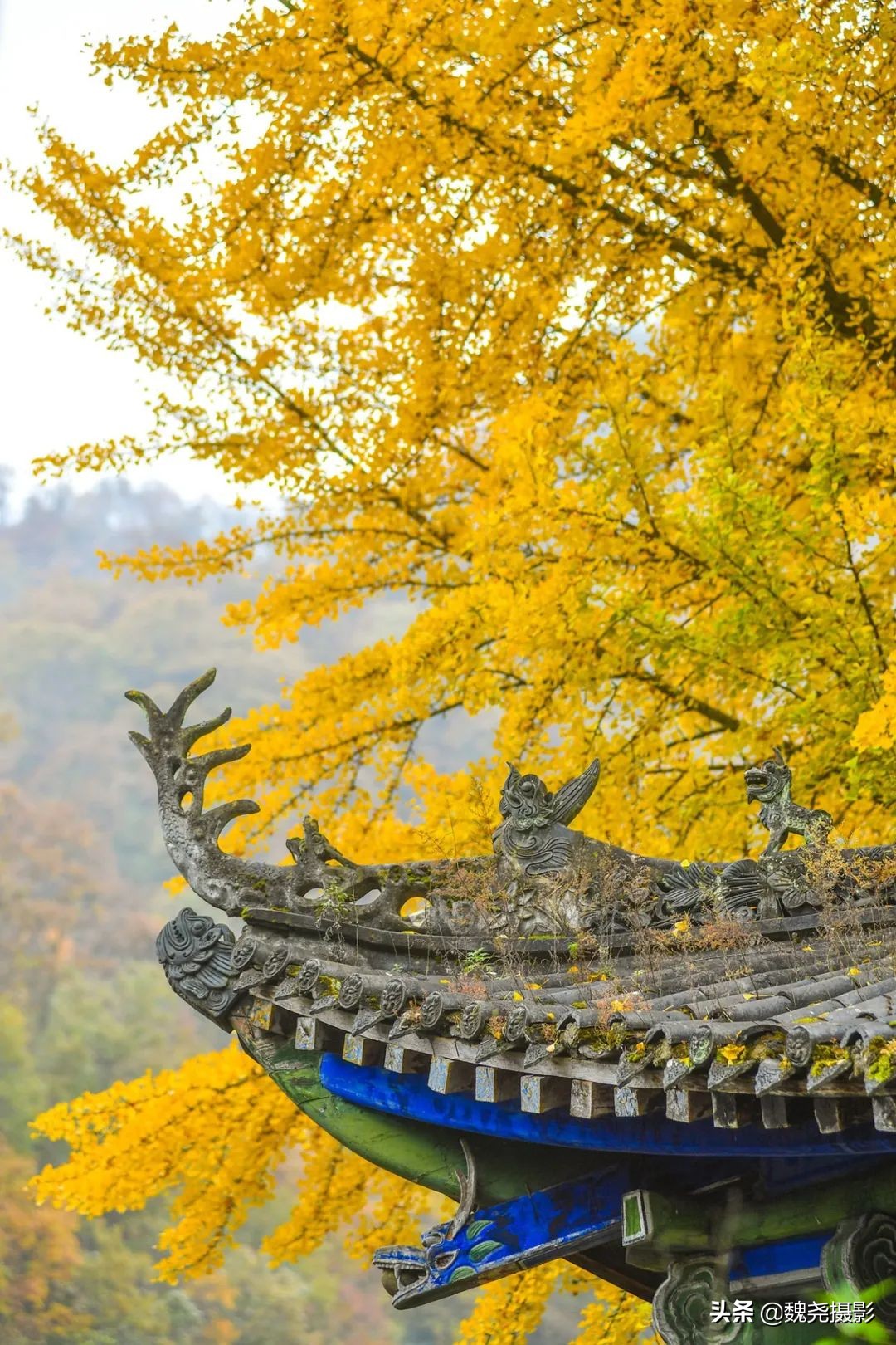 留坝秦岭之夜,留坝秦岭森林公园