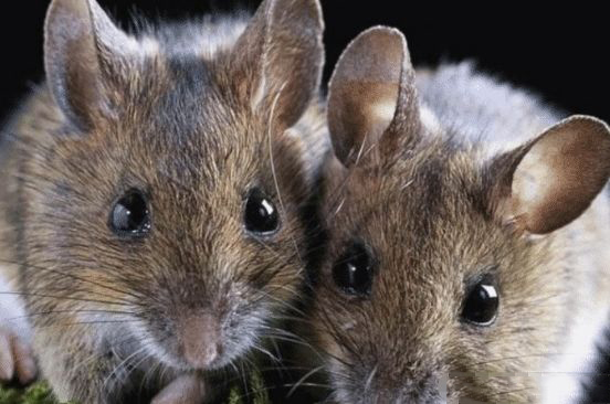 十种最不要吃的野生动物,野生动物携带的病菌很多吗