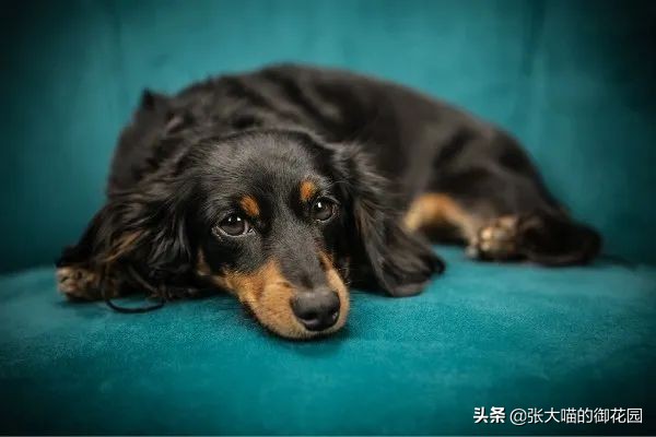 主人因新冠疫情离世,狗狗苦守医院3个多月!堪称现实版忠犬八公